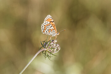 Mariposas posadas en verano