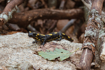 Salamandra posando para la camara