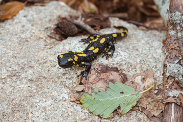 Salamandra posando para la camara