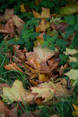 Feuilles colorées en automne tombées au sol