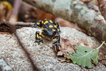 Naklejka premium Salamandra posando para la camara