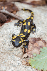 Salamandra posando para la camara
