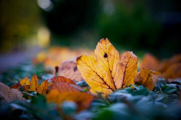 Close up of autumn leaves with bright colors in the fall in the city of Groningen