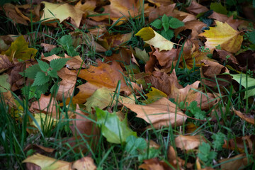 Feuilles colorées en automne tombées au sol