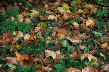 Feuilles colorées en automne tombées au sol