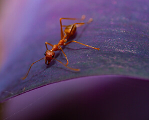 Red ant or fire ants struggling to survive on purple leaf