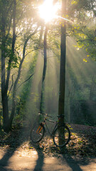 bicycle and mornin sunrays shining through trees