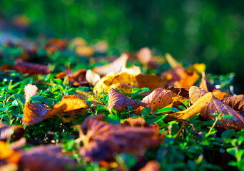 Close up of autumn leaves with bright colors in the fall in the city of Groningen