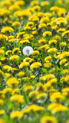 spring meadow full of yellow dandelions with one withered white