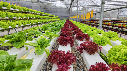 Hydroponic Organic vegetable cultivation farm.