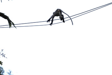 singes en acrobatie sur des files électriques en ombres chinoises