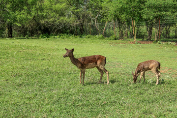 Naklejka na ściany i meble Beautiful doe with fawn in safari park