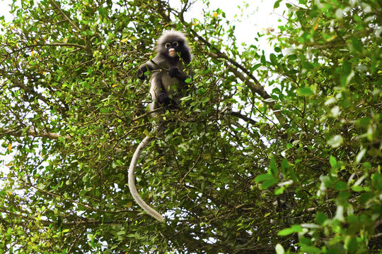 singes &agrave; lunettes ou langurs accroch&eacute;s &agrave; des fils &eacute;lectriques