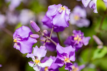 The blooming February orchid in the park
