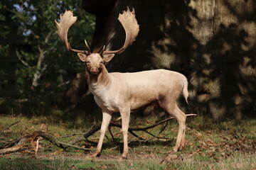 Naklejka na ściany i meble Fallow Deer (dama dama) Impressive stag during the rutting season.