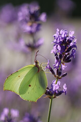 Beautiful butterfly in lavender field on summer day, closeup