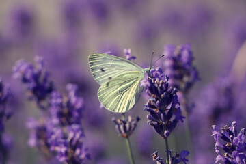 Beautiful butterfly in lavender field on summer day, closeup