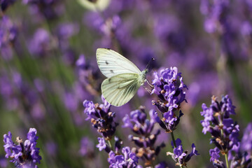 Beautiful butterfly in lavender field on summer day, closeup