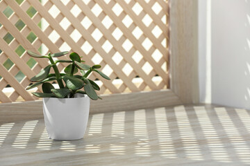 Beautiful plant on wooden window sill and decorative shutter. Space for text