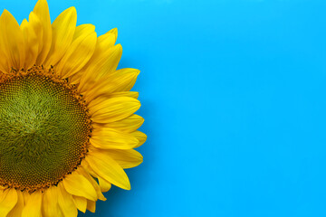 Beautiful sunflower on light blue background, top view. Space for text