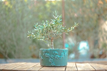 Wunderschöner eingetopfter kleiner Olivenbaum auf einem Holztisch isoliert auf verschwommenem Hintergrund
