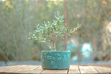 Zelfklevend Fotobehang Olijfboom Mooie ingemaakte kleine olijfboom op een houten tafel geïsoleerd op een onscherpe achtergrond