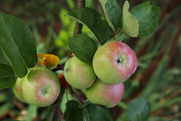 Apples and leaves on tree branch in garden, closeup