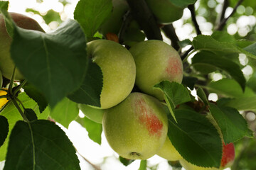 Apples and leaves on tree branch in garden, closeup