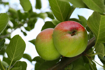 Apples and leaves on tree branch in garden, closeup