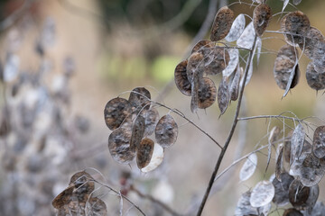 Dried seed pods of the Lunaria Annua plant, called Honesty or Annual Honesty. Photographed in late autumn at Wisley, Surrey UK.