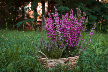 Wicker basket with blooming heather flowers on green grass in park
