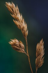 Vertical macro of goutweed seeds