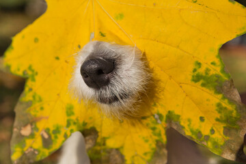 The dog's nose sticks out of a large yellow maple leaf, autumn concept