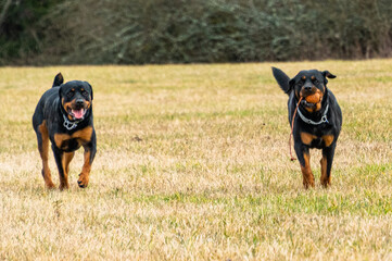 2 Rottweiler rennen mit Ball