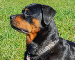 Fototapeta premium Rottweilerkopf