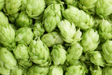 Fresh ripe green hops as background, top view