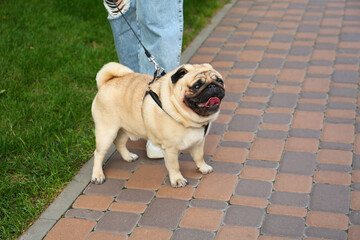 Woman walking with her cute pug outdoors, closeup