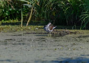 Gallinule