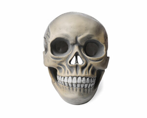 Human skull with teeth isolated on white