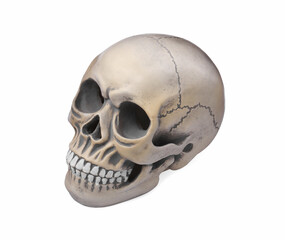 Human skull with teeth isolated on white