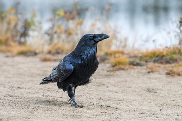 Common Raven