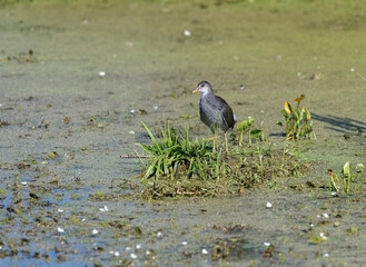 Juvenile Gallinule