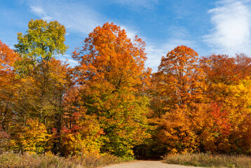 Naklejka premium Fall colored trees
