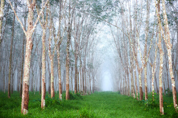 Fog in early morning at rubber tree field