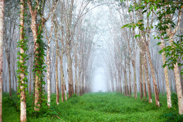 Obraz premium Fog in early morning at rubber tree field
