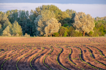 Fototapeta premium landscape in the countryside