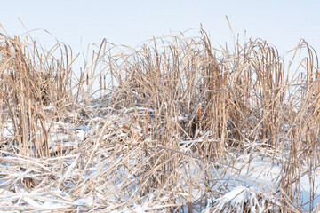 Winter weather, snow covered reed flowers