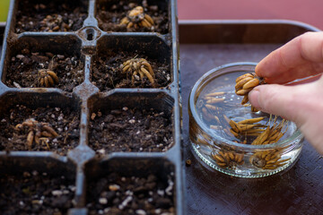 Ranunculus asiaticus or persian buttercup. Woman planting presoaked ranunculus corms into a seed tray. Ranunculus corms, tubers or bulbs.