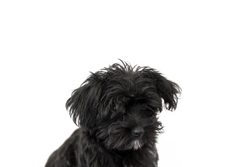 Portrait of cute black dog Morkie or Yorktese or Malkie, puppy the age of 4 month, isolated on white background. Breed from Maltese and Yorkshire Terrier dogs. Copy space. Studio horizontal shot.