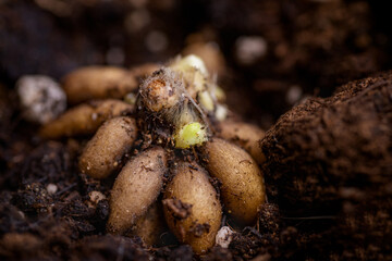 Ranunculus asiaticus or persian buttercup. Sprouting ranunculus corms in a seed tray. Ranunculus corms, tubers or bulbs. Ranunculus sprouts close up.